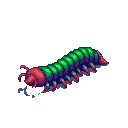 Centipede